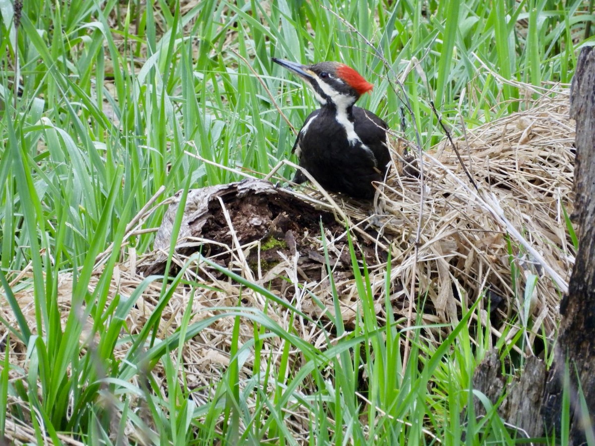 Pileated Woodpecker - ML618268380