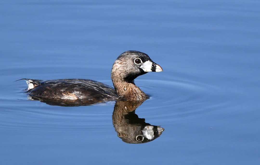 Pied-billed Grebe - William Wise