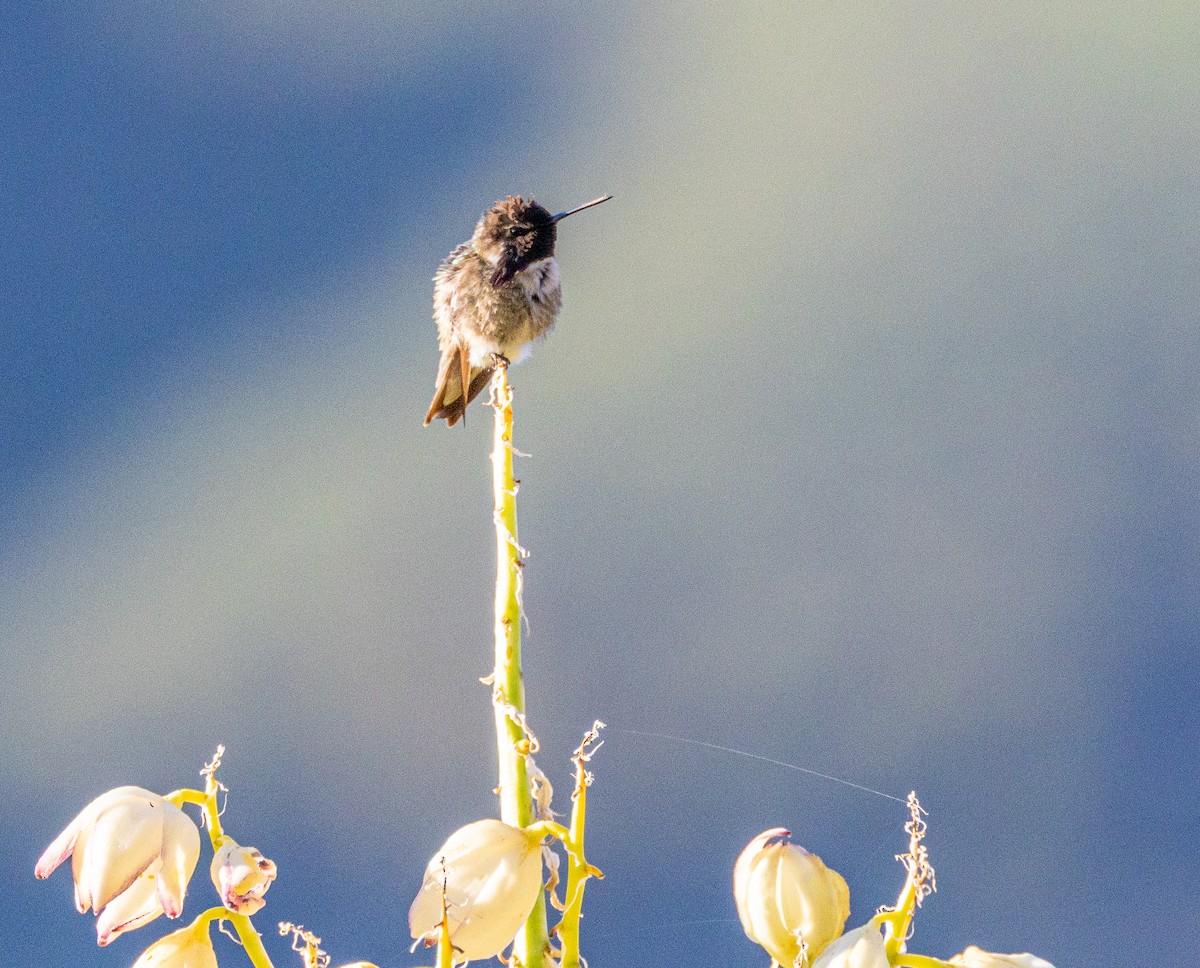 Costa's Hummingbird - Ben  Valdez