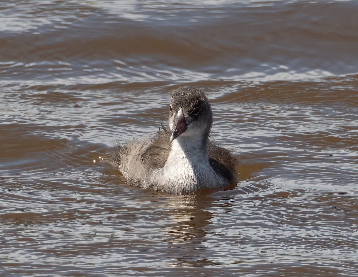 Hawaiian Coot - Jan Allen