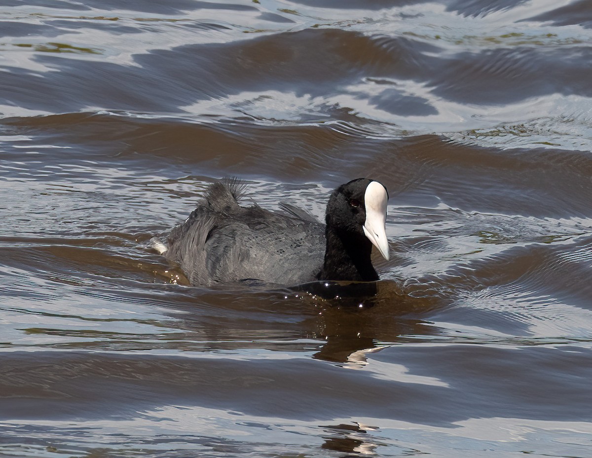 Hawaiian Coot - ML618268407