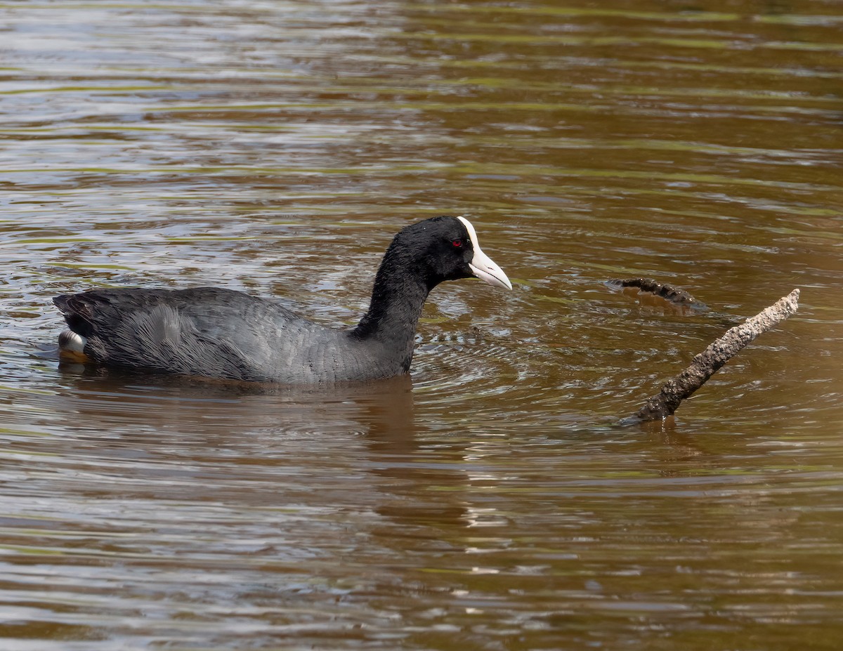 Hawaiian Coot - Jan Allen