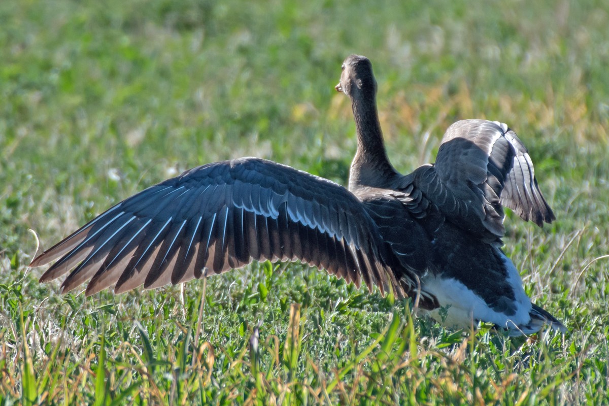 Greater White-fronted Goose - ML618268416