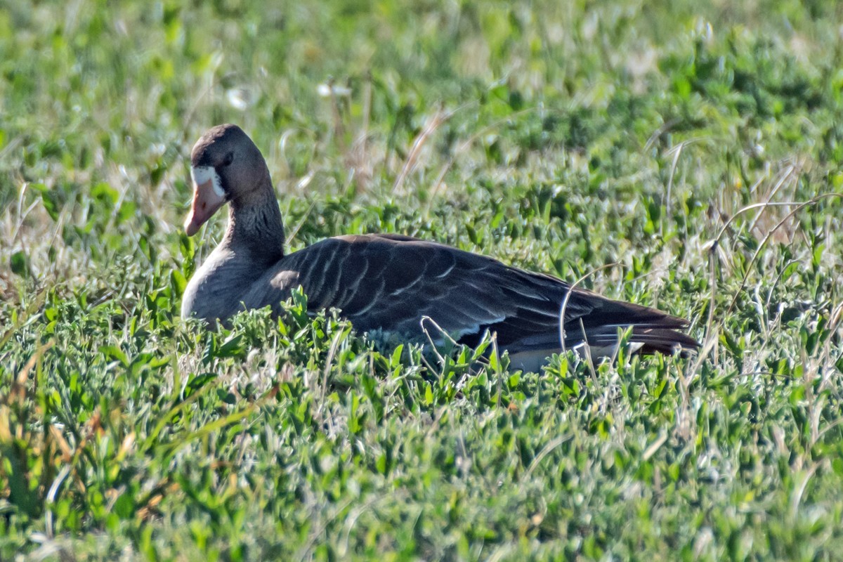 Greater White-fronted Goose - ML618268417