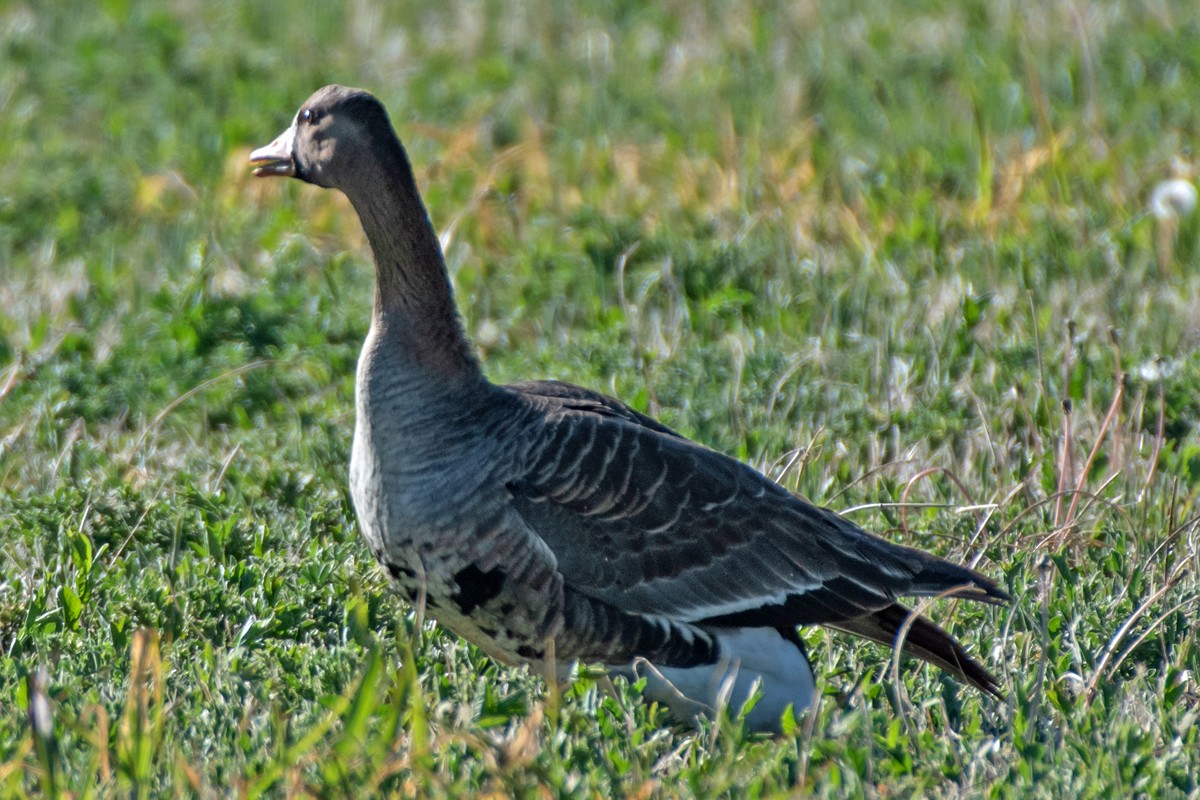 Greater White-fronted Goose - ML618268418