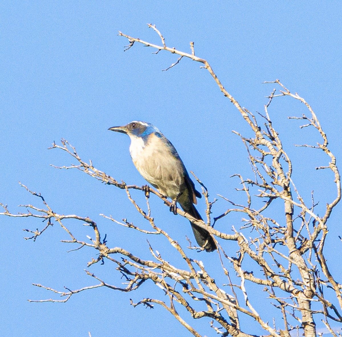 California Scrub-Jay - Ben  Valdez