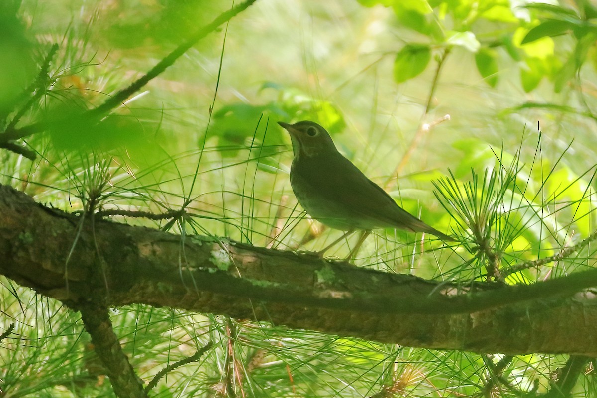 Swainson's Thrush - J. Marty Paige