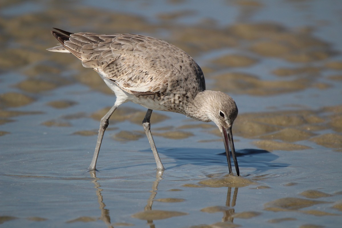 Willet - ML618268454