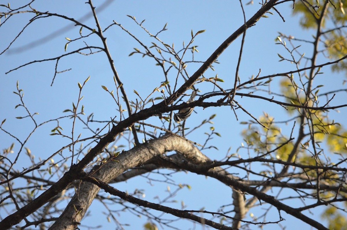 Black-and-white Warbler - Tristan Malletroit