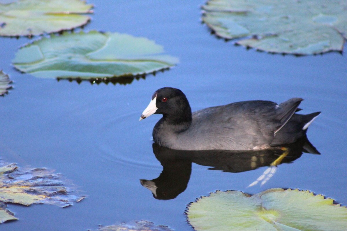 American Coot - Roberto Patiño Ramirez