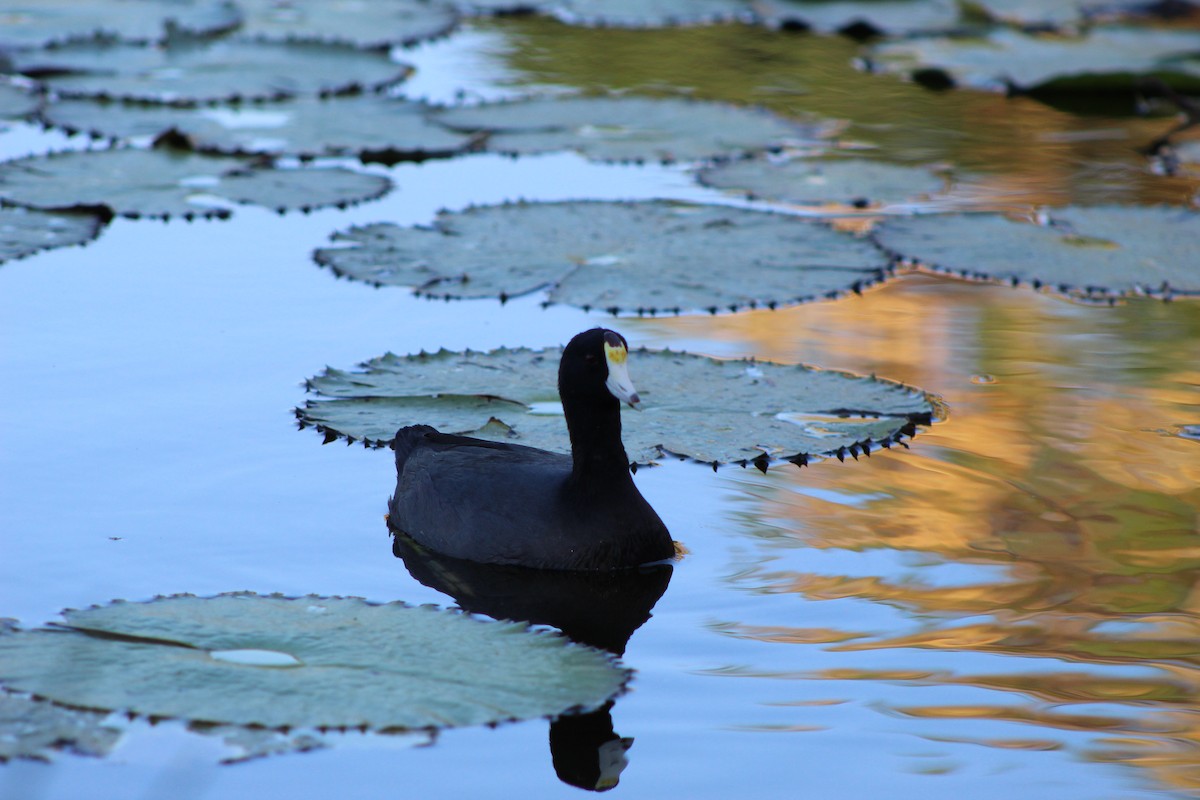 American Coot - Roberto Patiño Ramirez