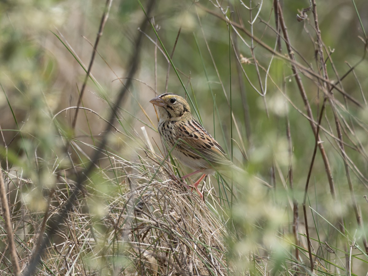 Henslow's Sparrow - Jeff Harvey