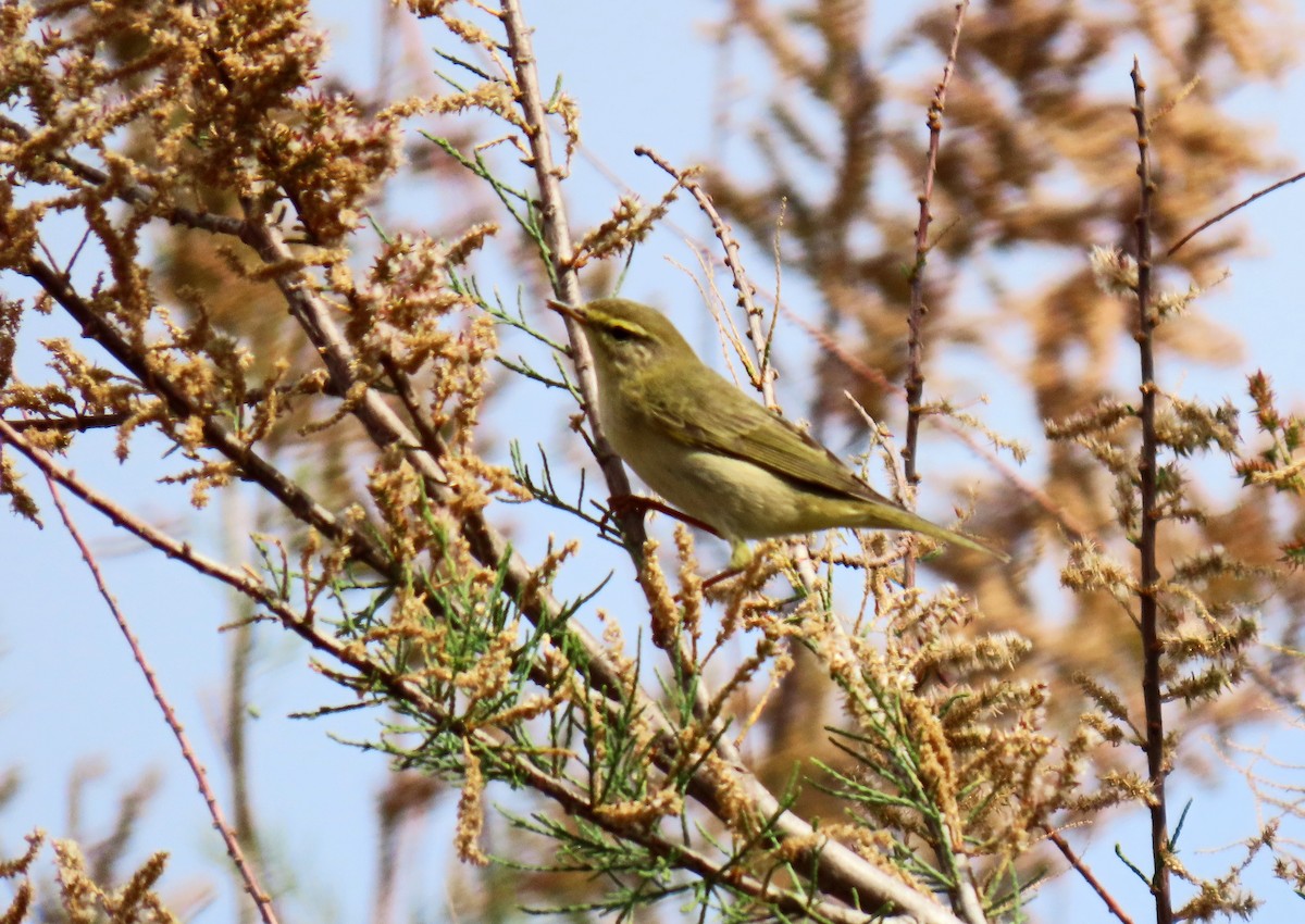 Willow Warbler - ML618268520