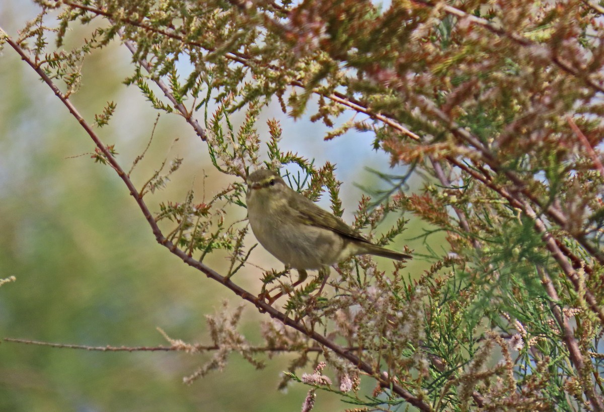 Willow Warbler - ML618268525