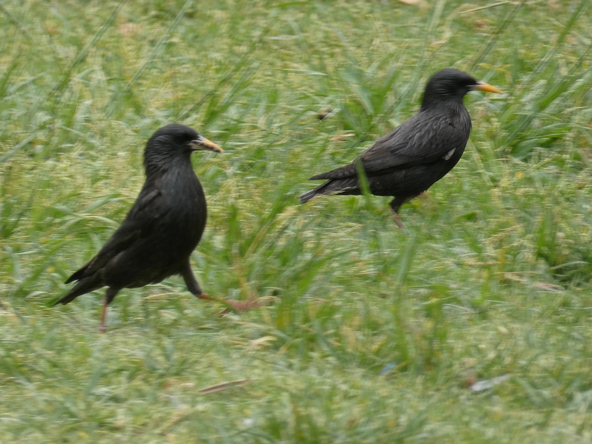 Spotless Starling - José Ignacio Dies