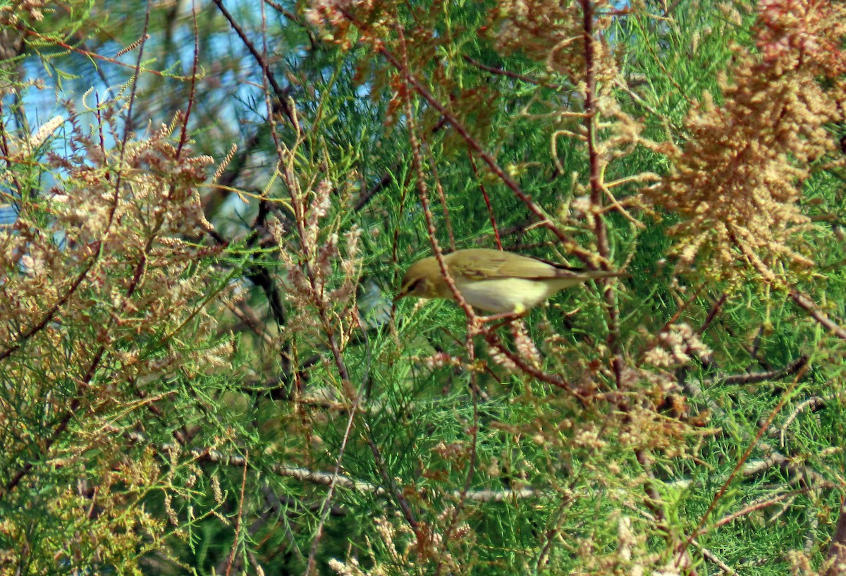 Willow Warbler - ML618268533