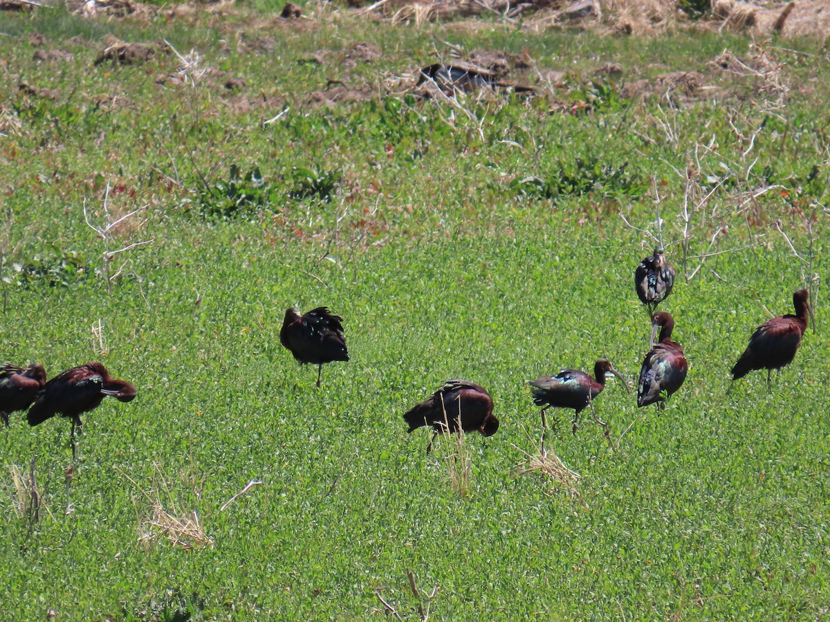 White-faced Ibis - ML618268534