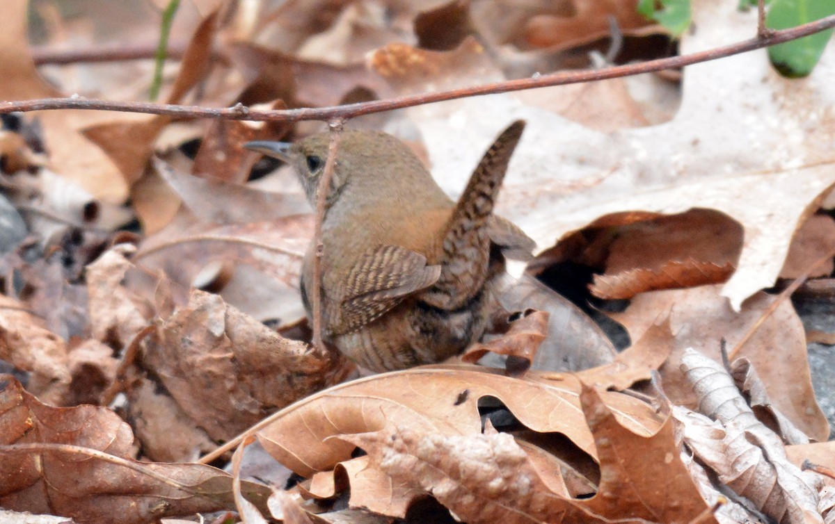 Winter Wren - ML618268545