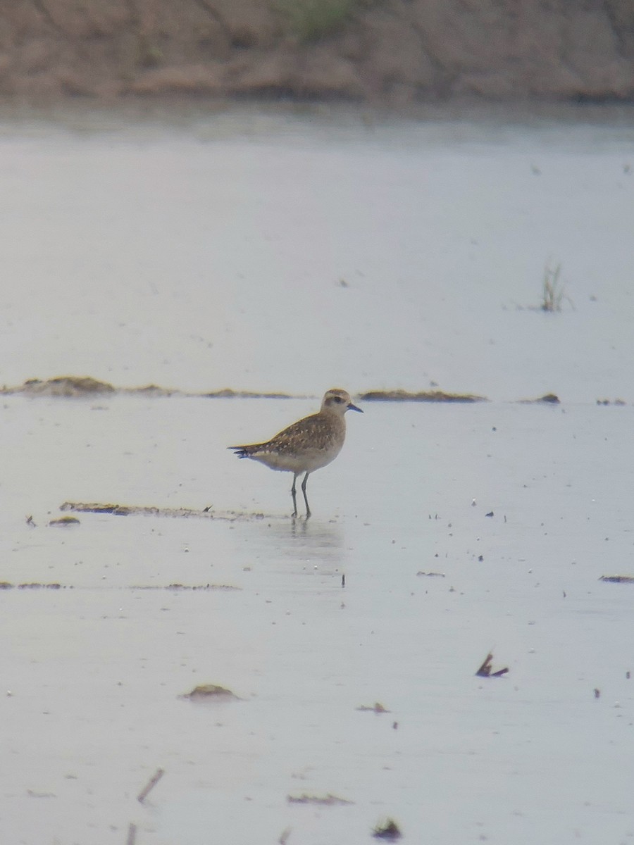 American Golden-Plover - ML618268551