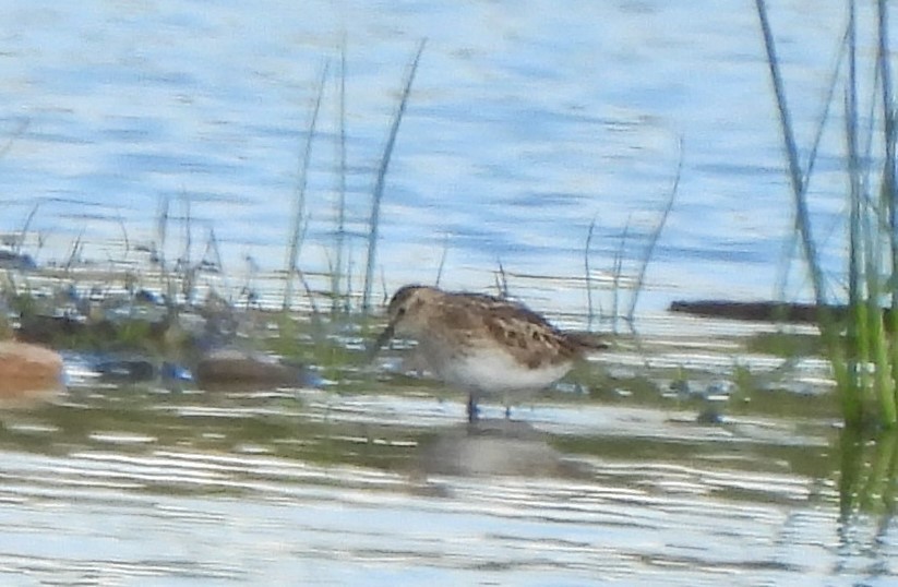 pygmésnipe - ML618268552