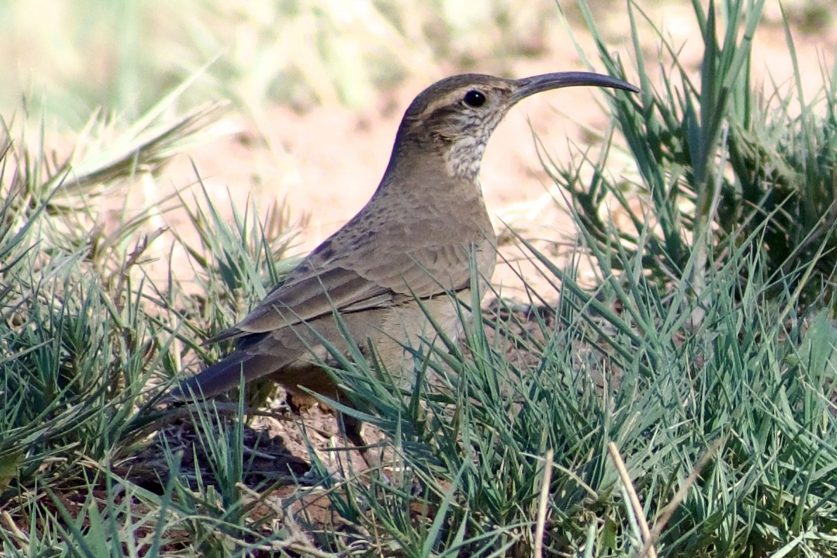 Scale-throated Earthcreeper - ML618268579