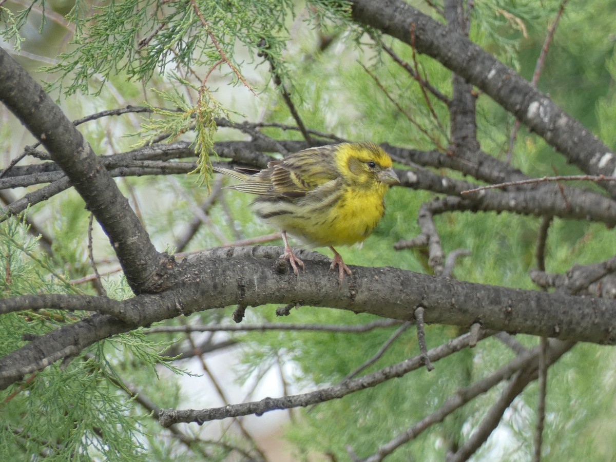 European Serin - José Ignacio Dies