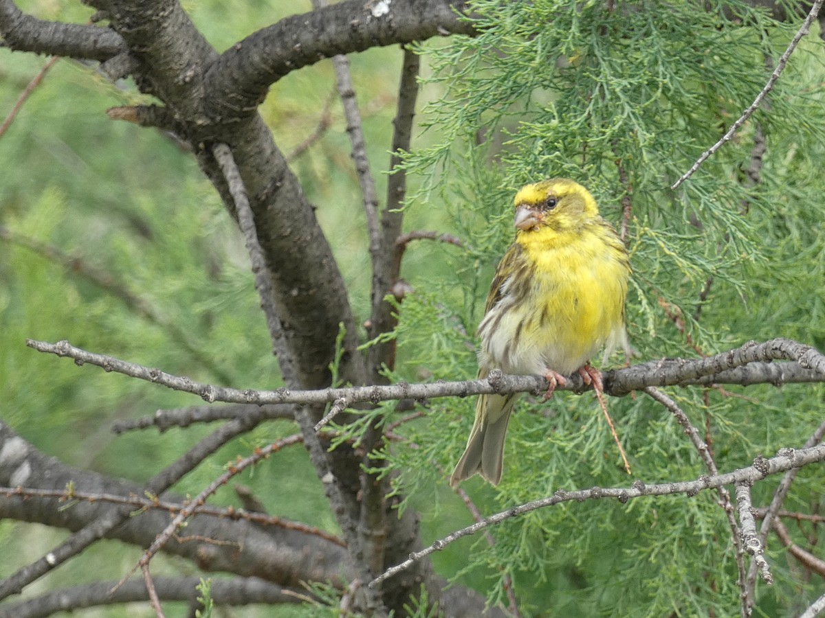 European Serin - José Ignacio Dies