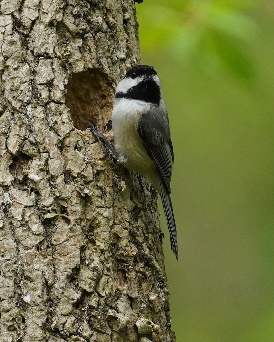 Black-capped Chickadee - Dennis Mersky