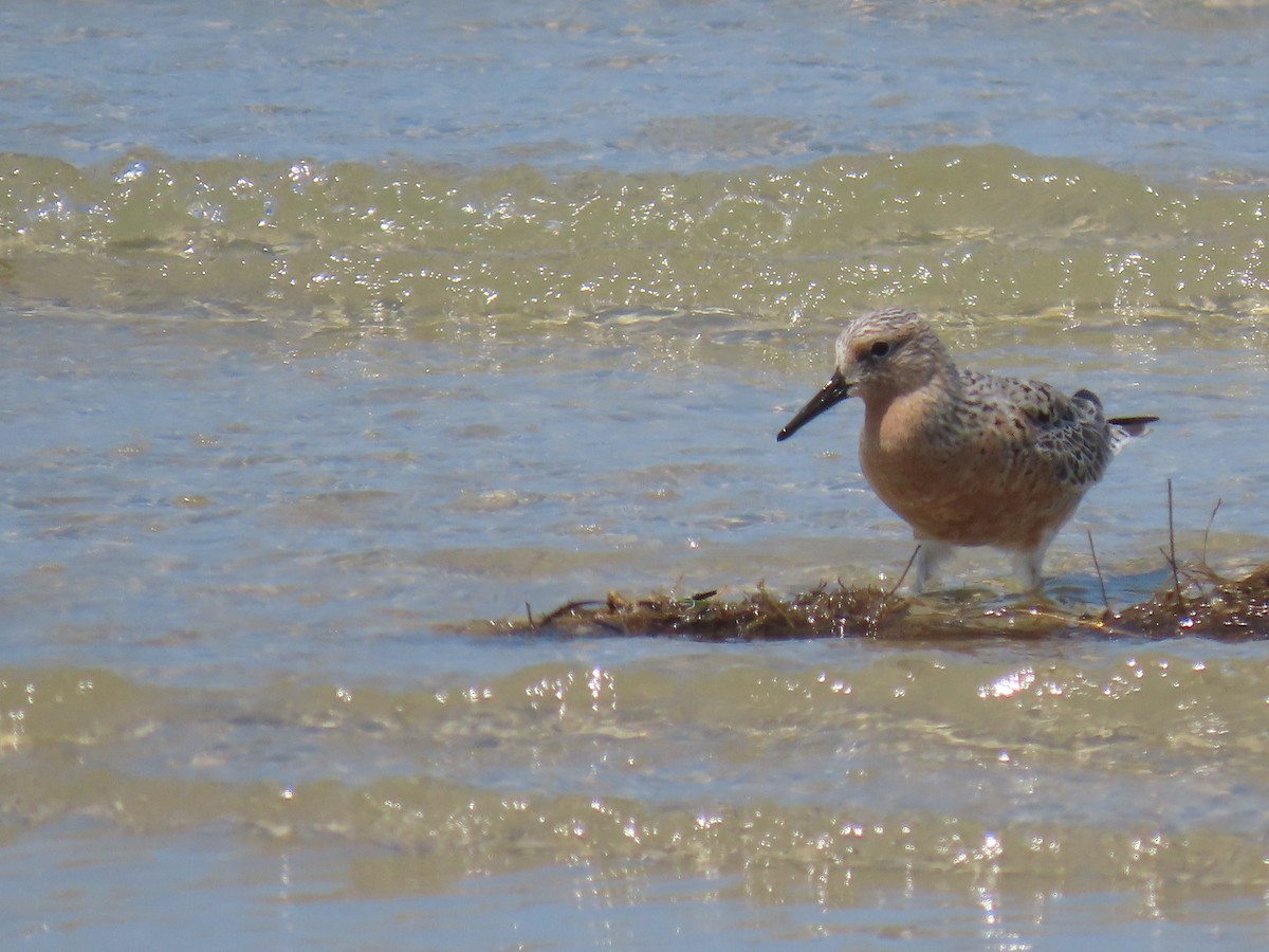 Red Knot - ML618268640