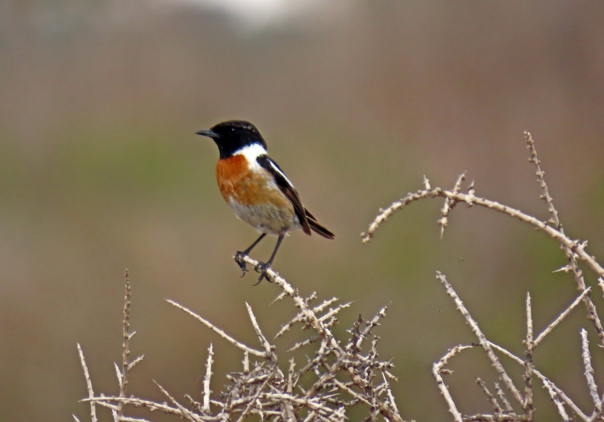 European Stonechat - ML618268649