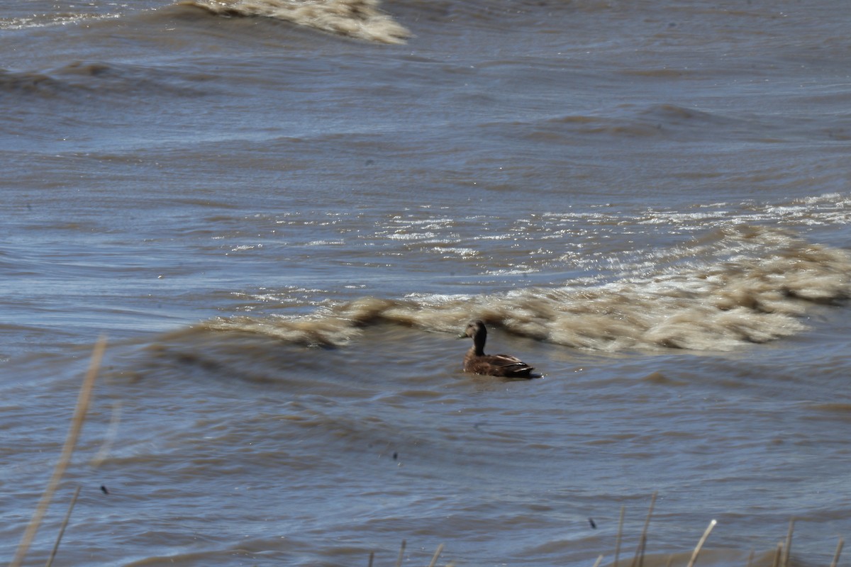 American Black Duck - Yianni Laskaris