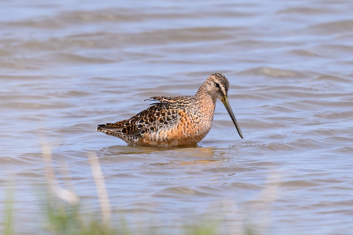 Long-billed Dowitcher - Alan Wilkinson