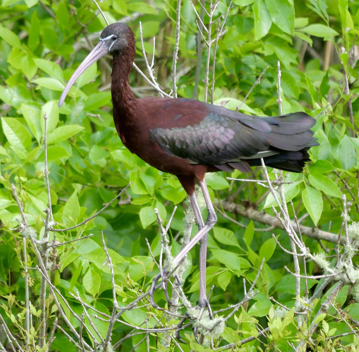 ibis hnědý - ML618268716