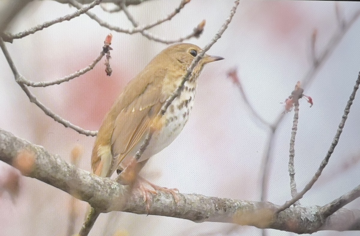 Hermit Thrush - Always An Adventure Inc. Team