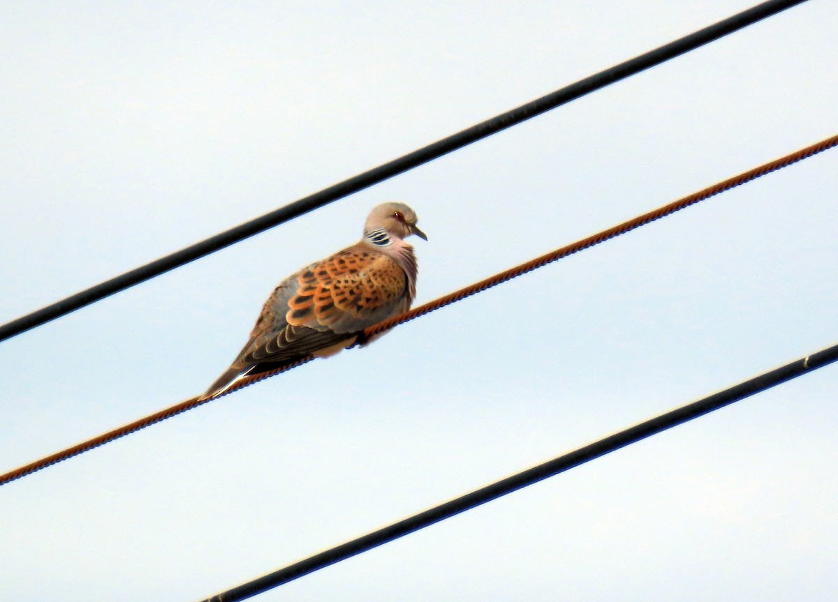 European Turtle-Dove - ML618268739