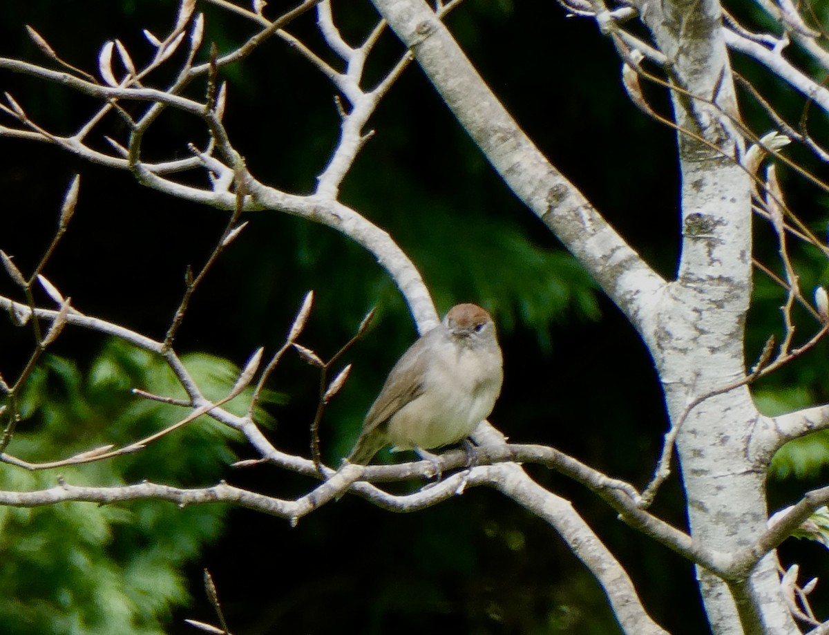 Eurasian Blackcap - Jocelyne Pelletier