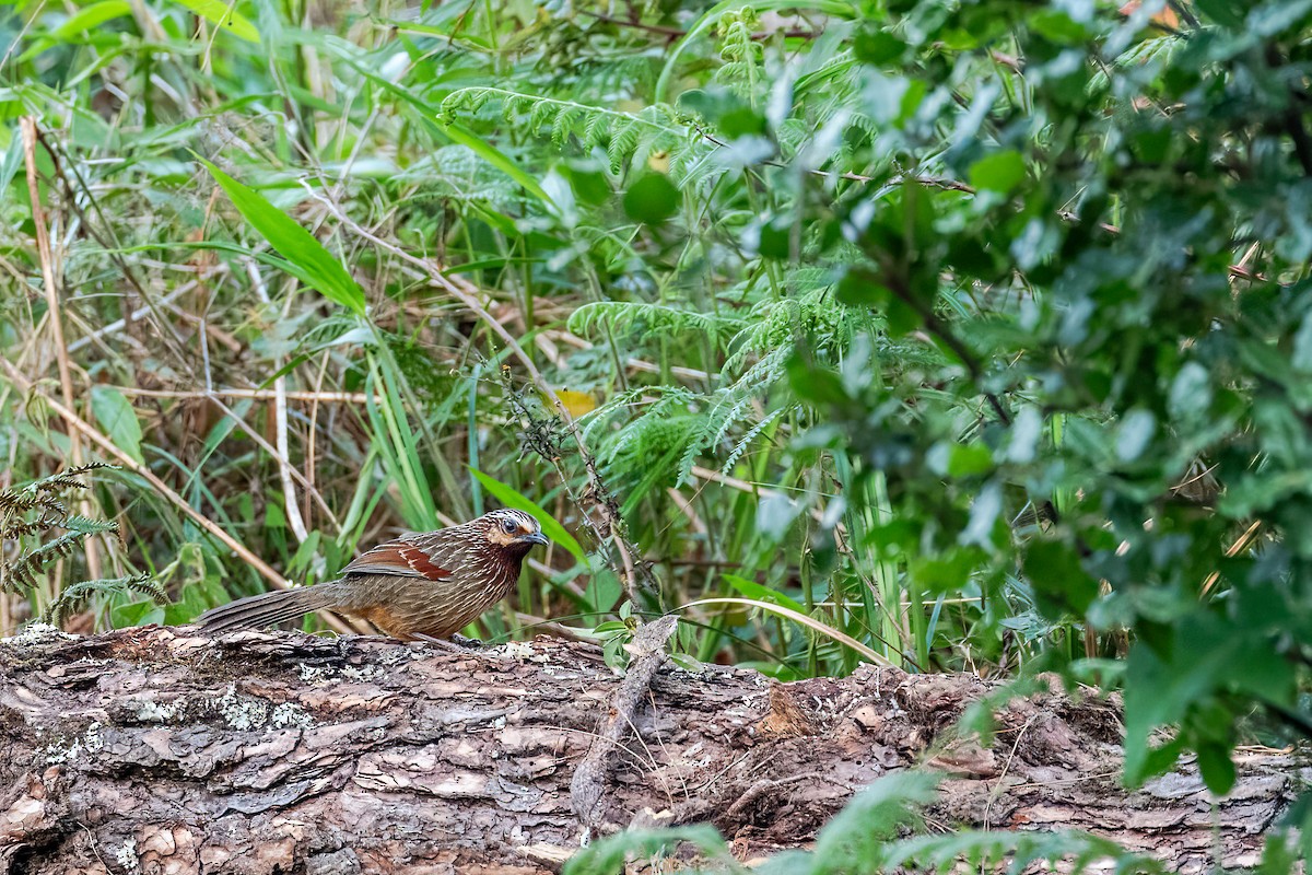 Striped Laughingthrush - Suvayu Paul