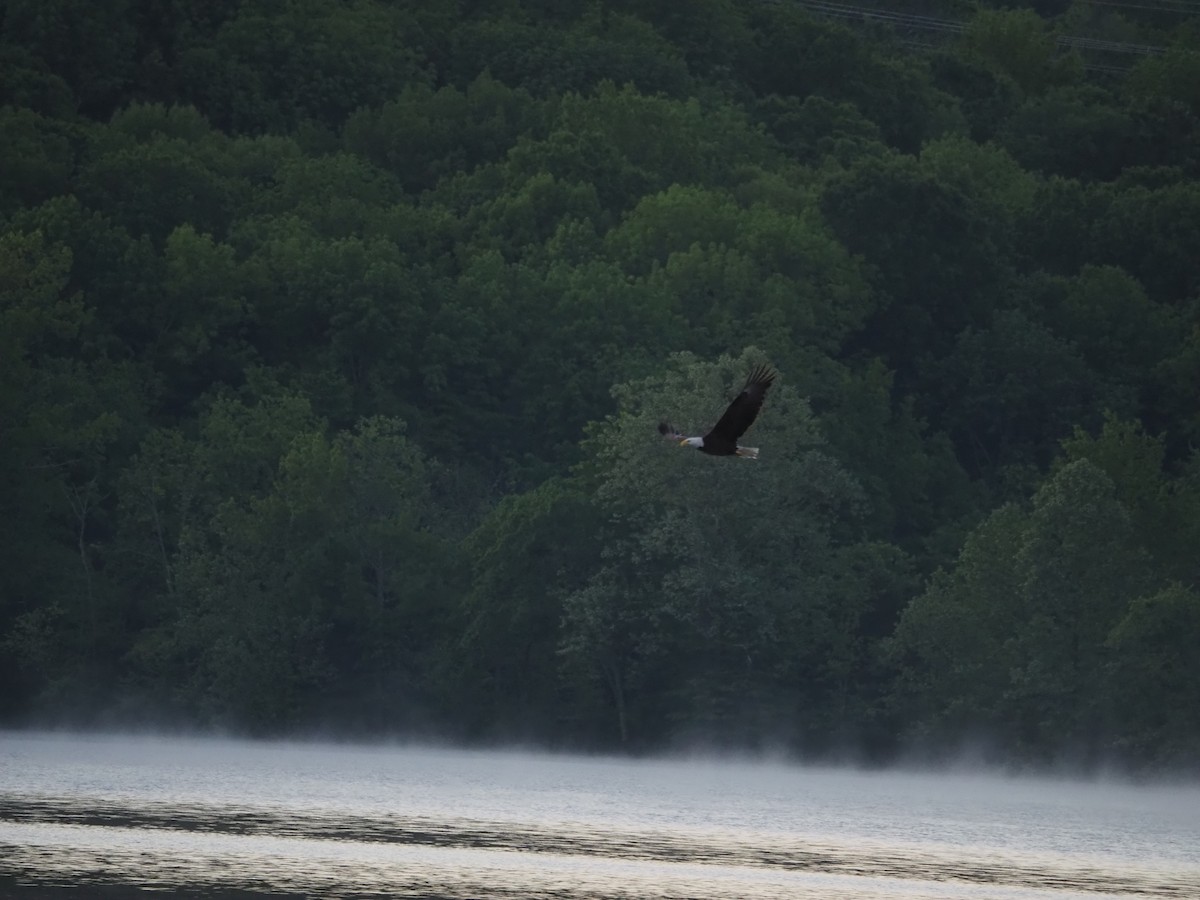 Bald Eagle - david parsley