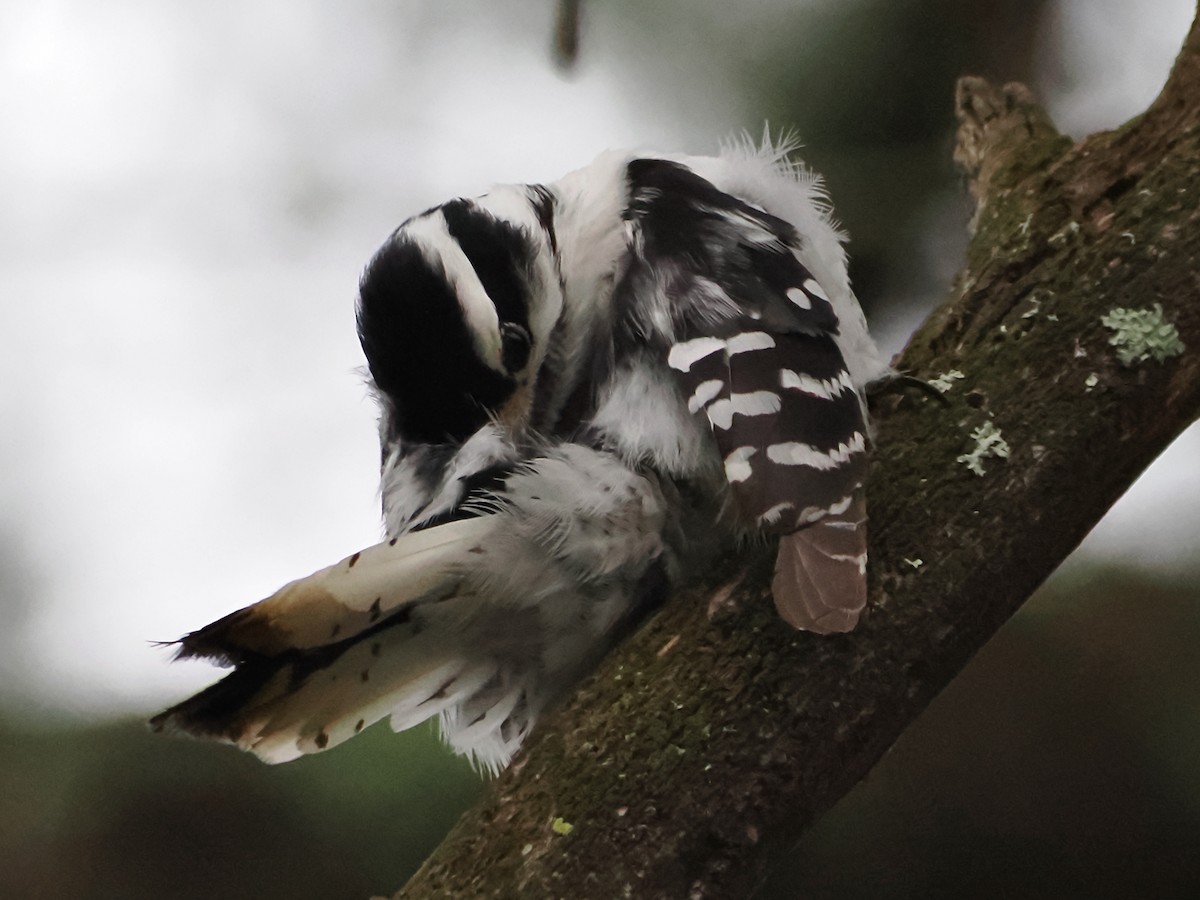 Downy Woodpecker - John Felton