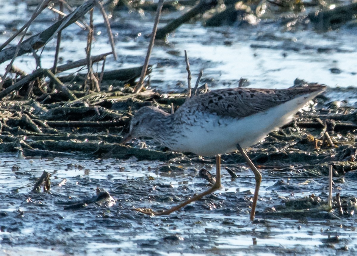 Marsh Sandpiper - Alexey Zheglov