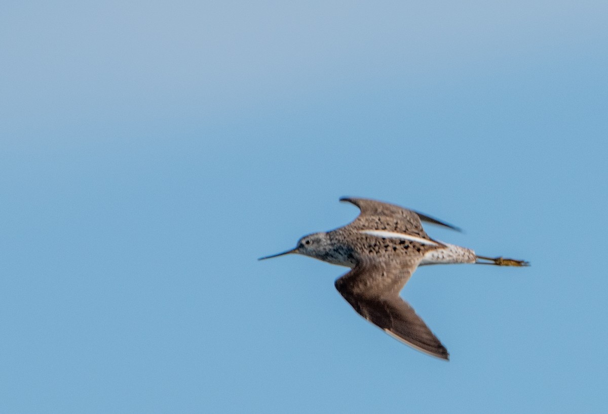 Marsh Sandpiper - Alexey Zheglov