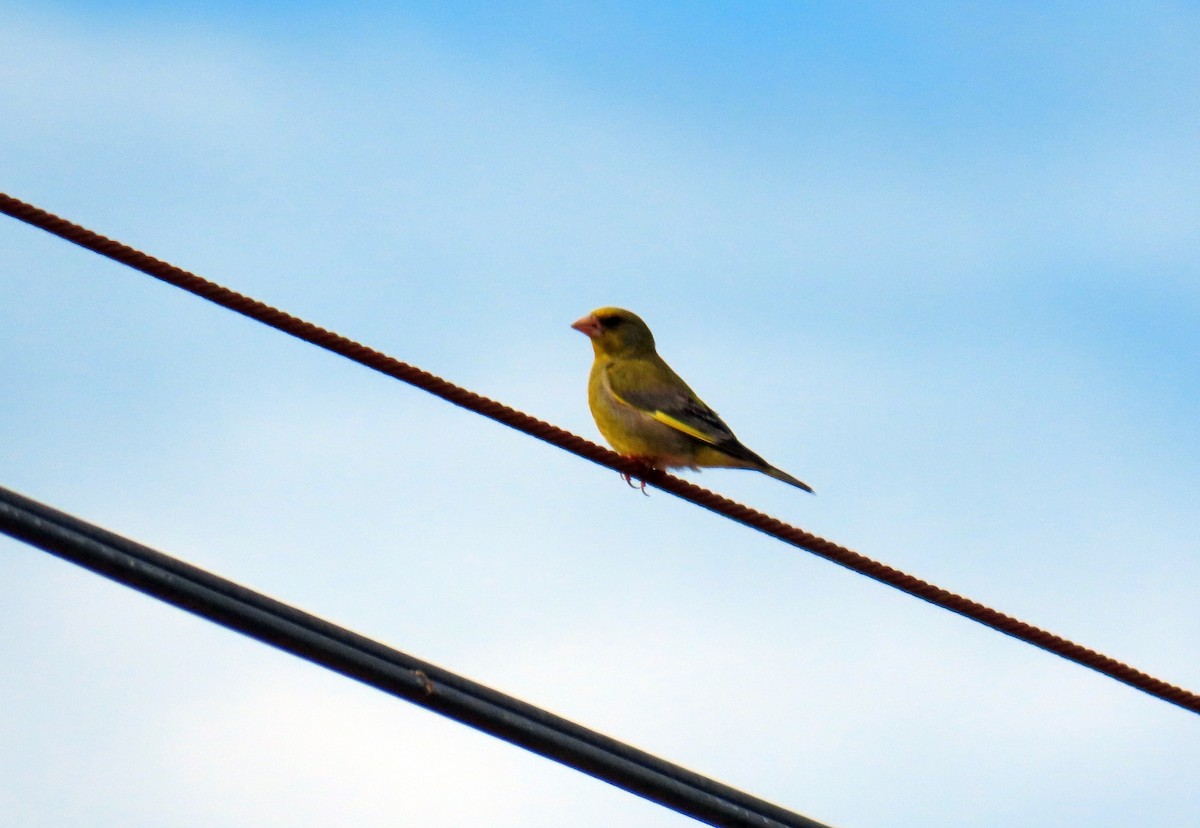 European Greenfinch - ML618268797