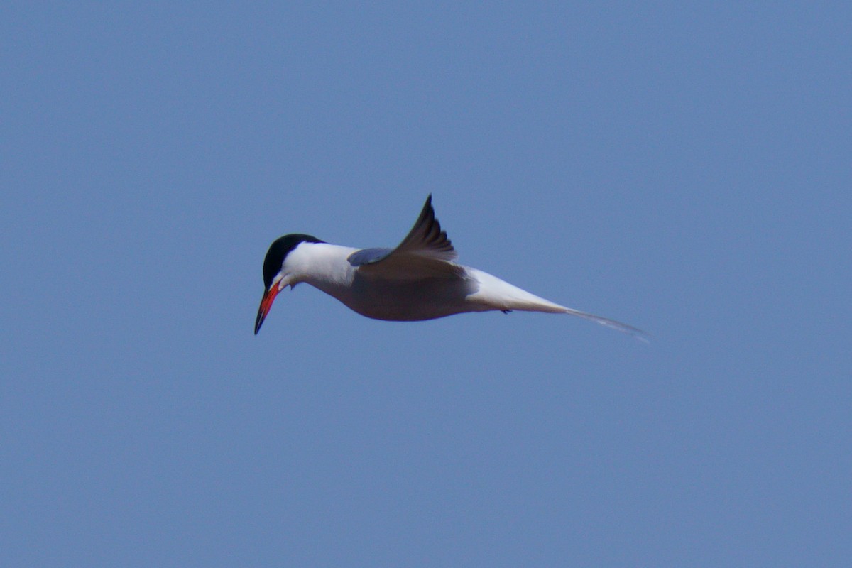 Common Tern - Anna Ivanova