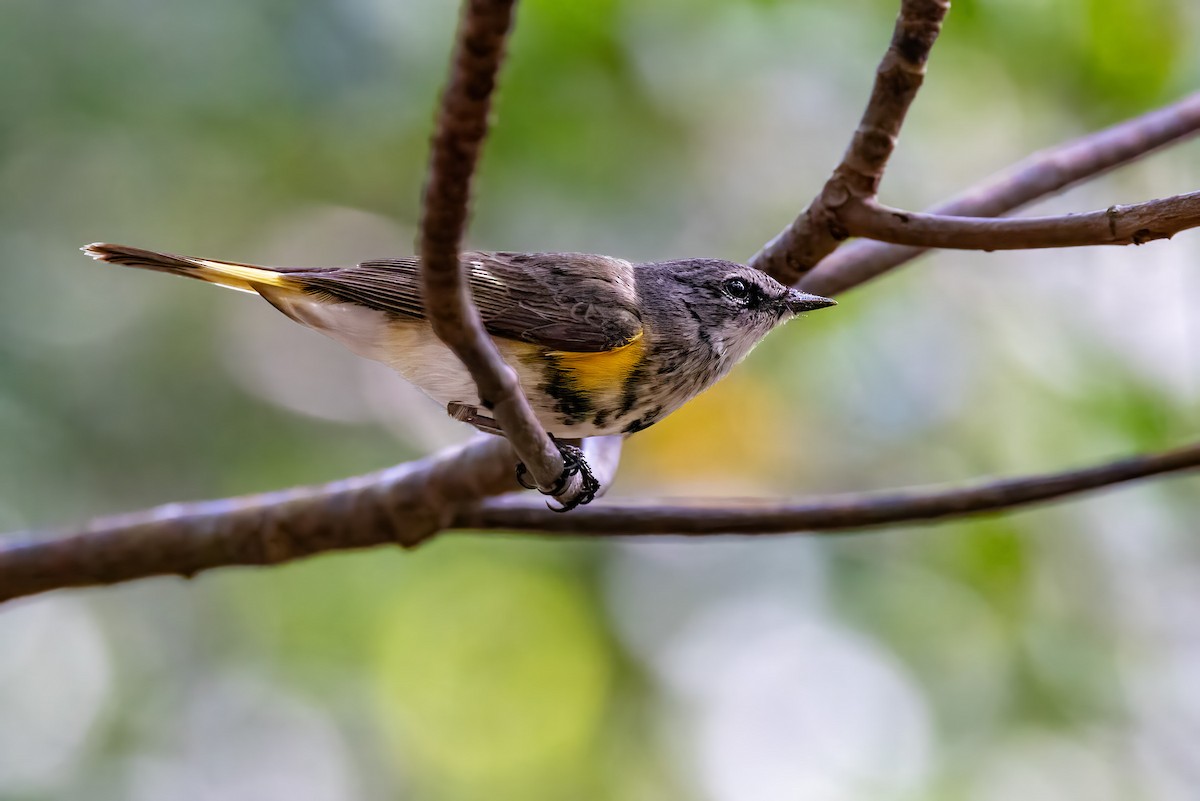 American Redstart - ML618268802