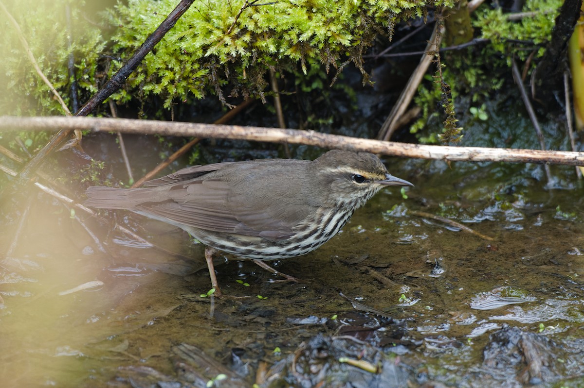 Northern Waterthrush - ML618268852