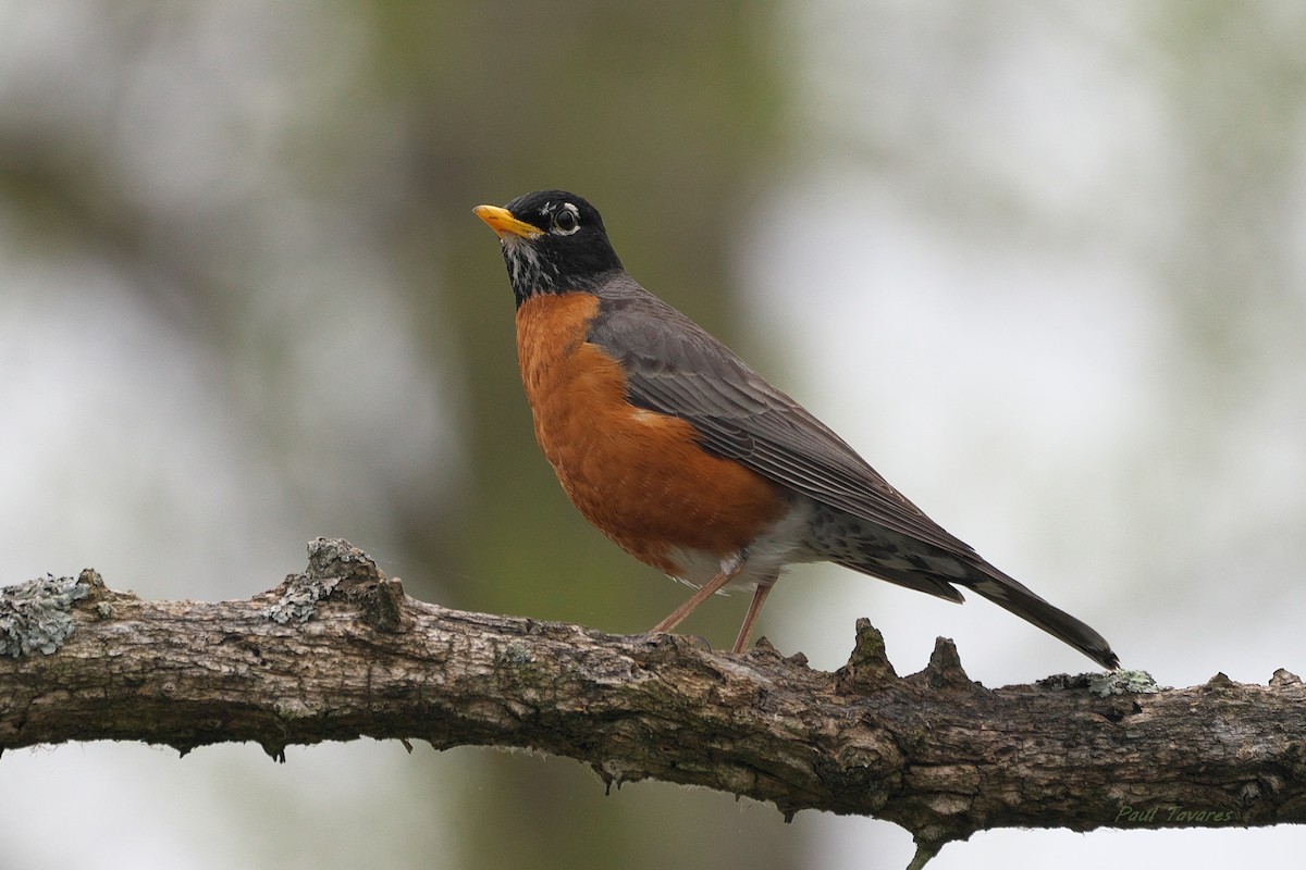 American Robin - Paul Tavares