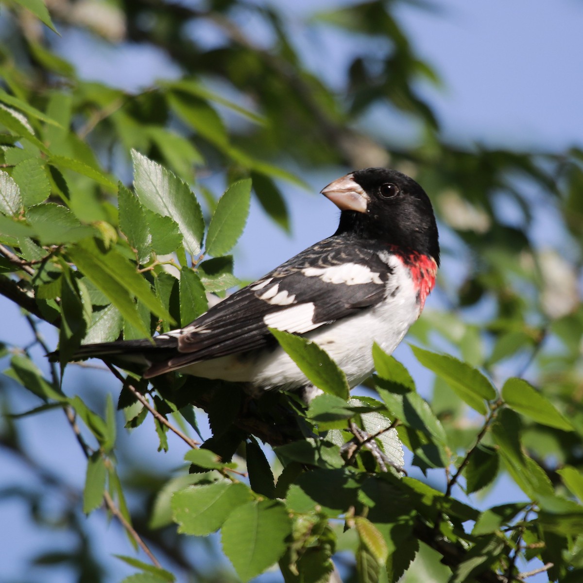 Rose-breasted Grosbeak - ML618268907