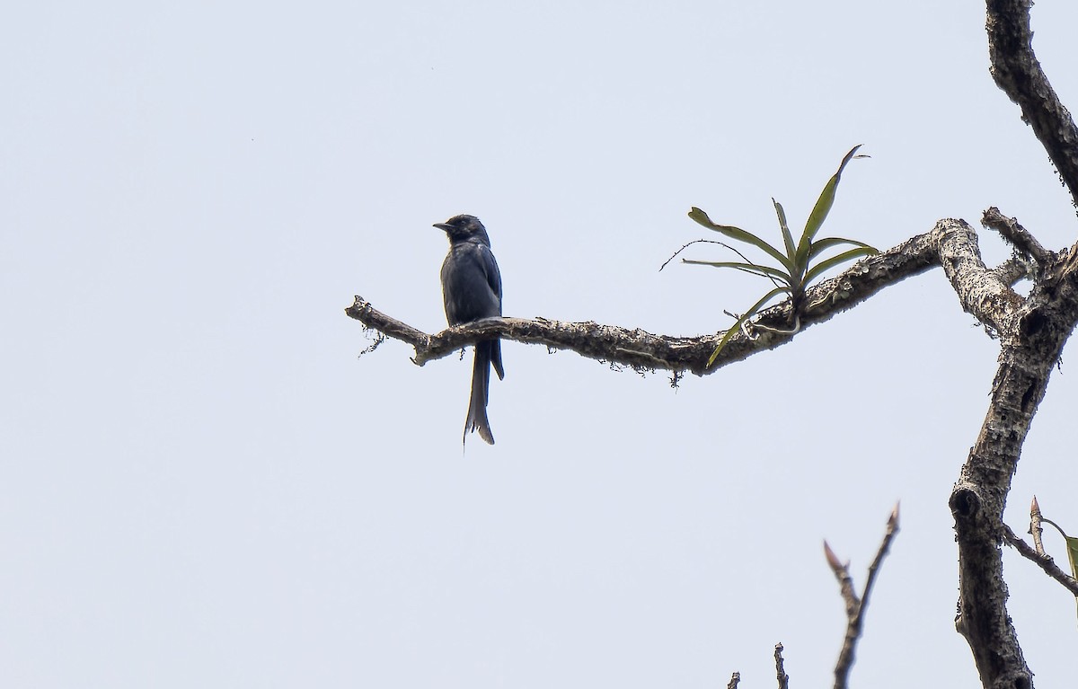 Ashy Drongo - Antonio Ceballos Barbancho