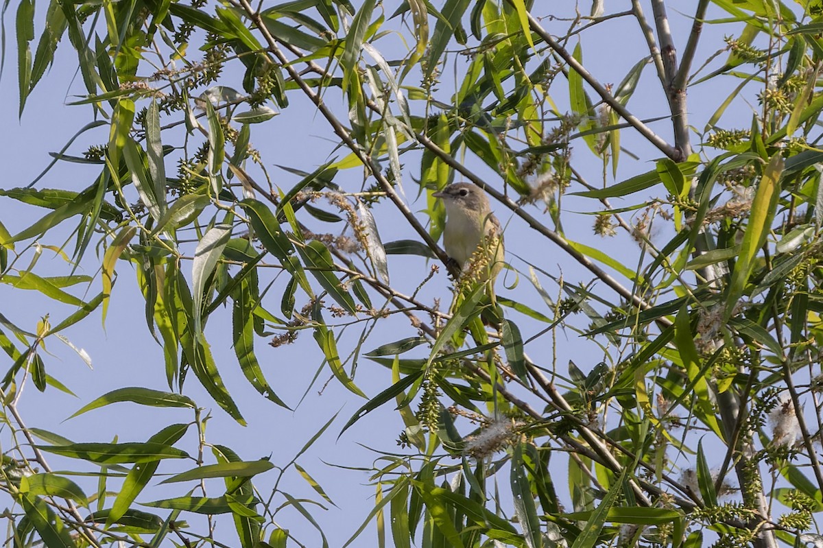 Bell's Vireo - Michael Todd