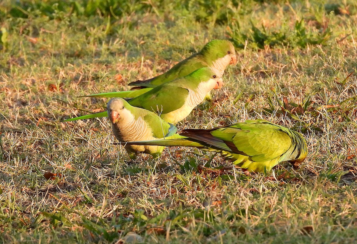 Monk Parakeet - Christine Rowland